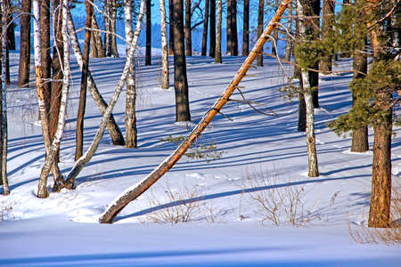 Winter forest where birches intertwine with coniferous trees. Gently blue snow with holes and traces, and beautiful shades from the trees.の写真素材