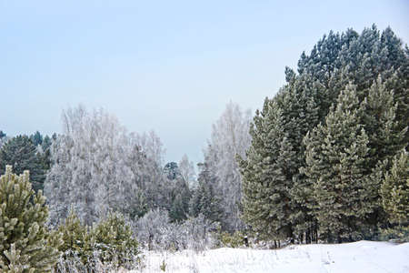 This is the real kingdom of Winter. The forest, as if sleeping, completely plunged into a fluffy winter dream. There is absolutely no wind. Everything fascinated by frost.の写真素材