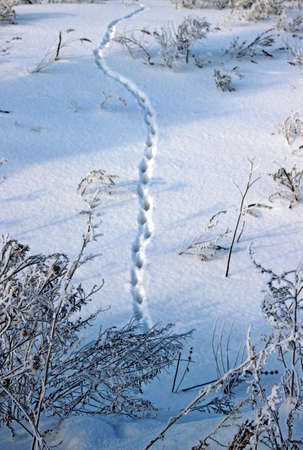A chain of traces of an animal in the snow meanders between dry grass.の写真素材