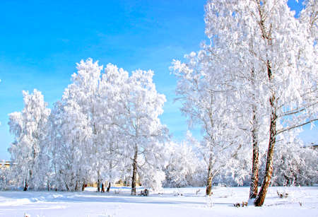 Clear winter day. Clear frosty deep blue sky. The snow sparkles on tree branches so brightly that it hurts the eyes.の写真素材