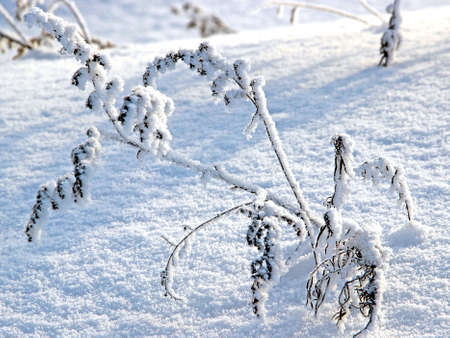 Stalks of burdock with its spines covered with snow close-up. The snow crystals sparkle white and blue.の写真素材