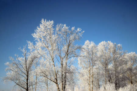 Clear winter day. Clear frosty deep blue sky. The snow sparkles on tree branches so brightly that it hurts the eyes.の写真素材