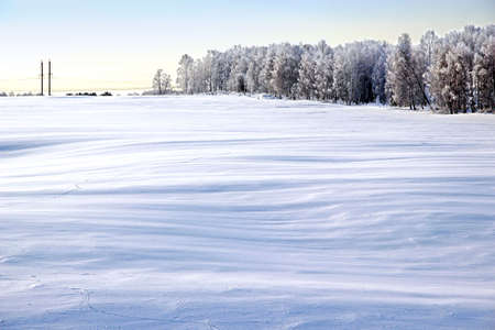 Winter landscape. The snow field where all drifts are the most relief and the edge of the forest on the horizon.の写真素材