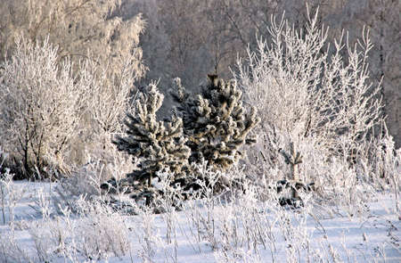 The landscape is so colorful that it involuntarily creates the feeling of real fairy tale. Little firs surrounded with frosty shrubs, covered with hoarfrost, remind winter wonderland.の写真素材
