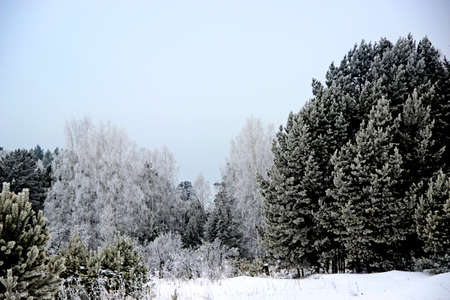 This is the real kingdom of Winter. The forest, as if sleeping, completely plunged into a fluffy winter dream. There is absolutely no wind. Everything fascinated by frost.の写真素材