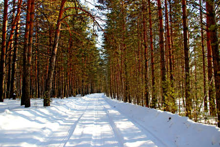 There is a winter forest. Tree branches have no snows on the trees, so it seems that the forest is very rare. Snow covered road between the trees. Unusual contrast of green trees and white snow.の写真素材