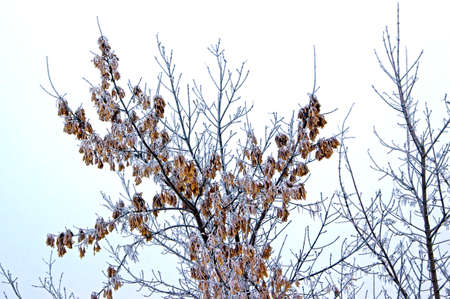 Branches of ash maple tree with yellow leaves on white background. Winter landscape.の写真素材