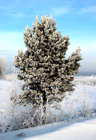 Holiday card: a beautiful pine tree touched by hoarfrost with frozen grass below and a clear cloudless sky above.の写真素材