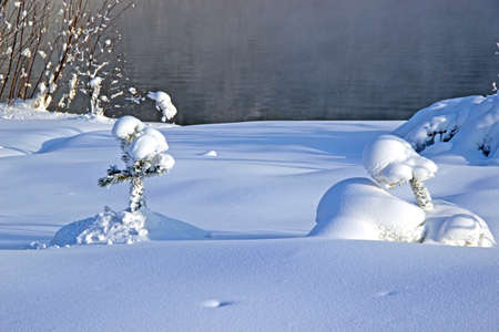 Two small Christmas trees of a wonderful shape and two bushes behind on the river bank.の写真素材