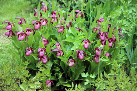 Violet Showy Lady's-slipper flowers on green natural background.の写真素材