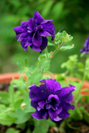 Two amazing blue flowers closeup and the edge of flower pot in the background.の写真素材