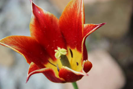 Amazing flower bud with bright brown petals of triangle shaped and yellow core with green stamens. Closeup image.の写真素材