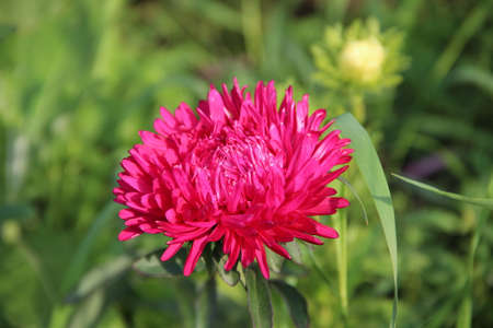 A beautiful red aster with a glares of the shining sun on its petals.の写真素材