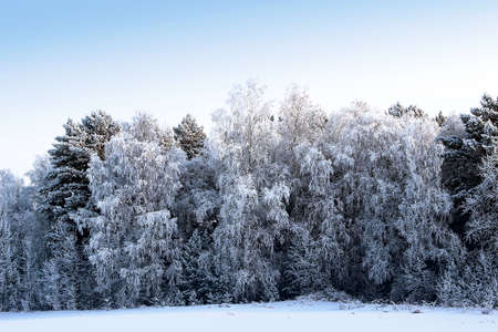 Silver earrings hanging from birch branches create a magnificent pattern of a fabulous winter forest.の写真素材