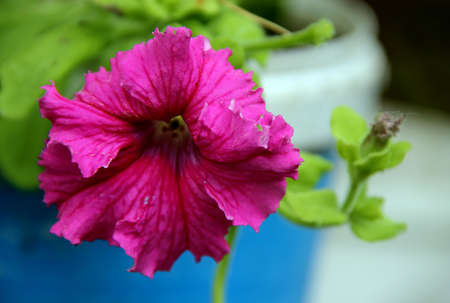 Front view of amazing pink flower in a pot closeup.の写真素材