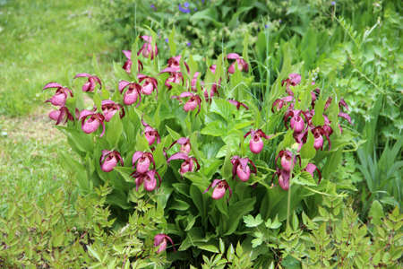 Violet Showy Lady's-slipper flowers on green natural background.の写真素材