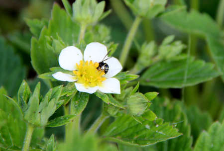 A bee sitting on yellow core surrounded by white petals. Closeup image.の写真素材