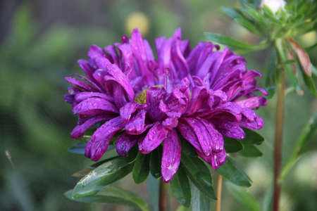 Amazing lilac flower closeupの写真素材