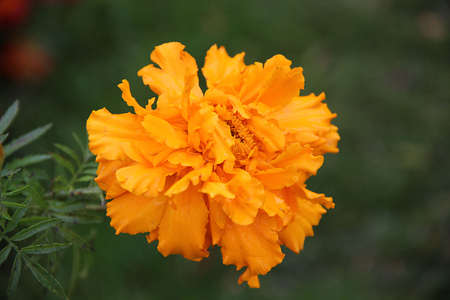 An amazing orange flower in summer time early morning. Closeup image.の写真素材