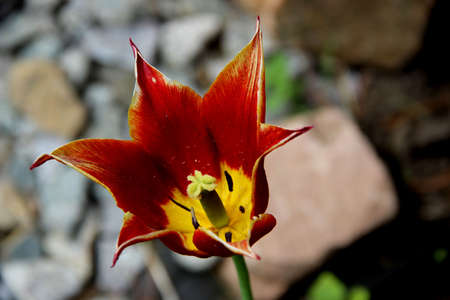 Amazing flower bud with bright brown petals of triangle shaped and yellow core with green stamens. Closeup image.の写真素材