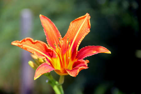 Macro photo of a bonfire-like flower. Its petals are red, but closer to the center the color is yellow.の写真素材