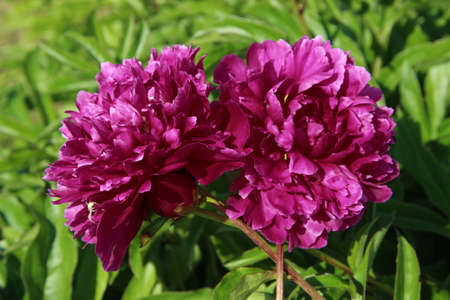 Two purple flowers with buds close to each other and stems crosswise.の写真素材