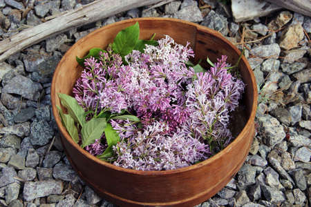 Inflorescences of lilac in wooden vase are on the stones. View from above.の写真素材