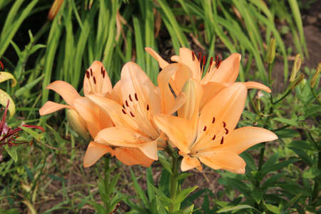 A cluster of beautiful gentle peach-colored flowers with dark red stamens.の写真素材