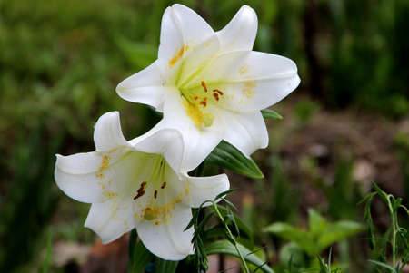 Two lovely white-snow flowers one under another. White petals with yellow pollen and red stamens.の写真素材