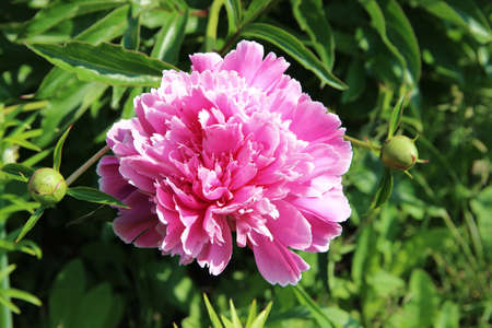 View from above on a gentle-pink aster and two green closed buds on the grass background.の写真素材
