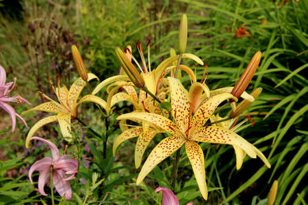 A group of lovely yellow flowers with many red spots on its petals among the grass.の写真素材