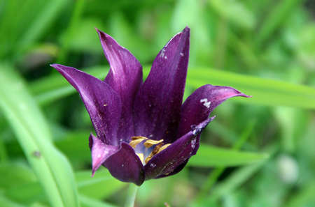 Dark purple opened bud with goldish stamens closeup.の写真素材