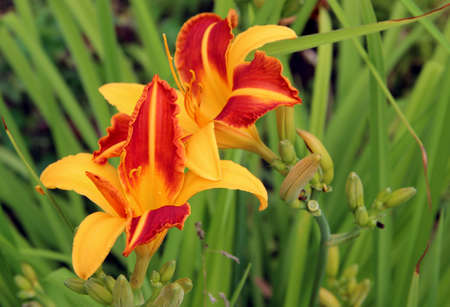 Closeup image of an amazing two flowers of a bright golden color.の写真素材