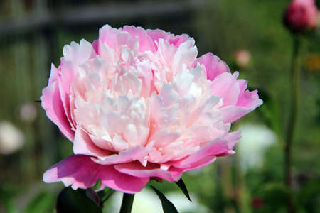 Amazing Aster bud with white petals on the top and pale pink bottom petals.の写真素材