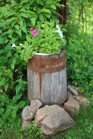 Amazing flowers inside the old barrel on the green grass and stones around the barrel.の写真素材