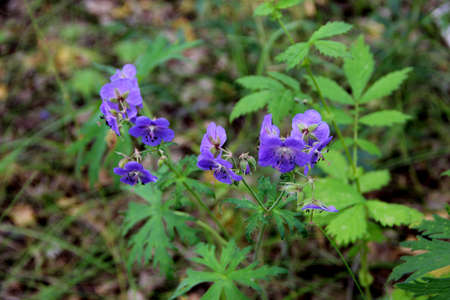 Amazing blue flowers surrounded by green leaves.の写真素材