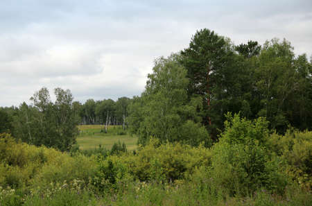 Because of the bushes and trees view of the clearing. Summer landscape.の写真素材