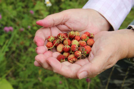 A handful of strawberries.の写真素材