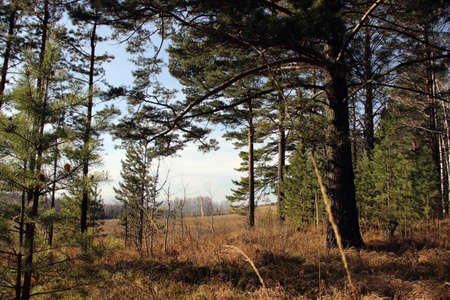 Amazing autumn landscape, where in the forest there are both old and small pines, and a deep blue...