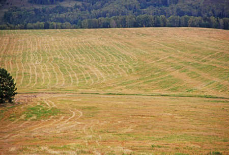 A yellow autumn field on the edge of the forest is cut in half by a country road. Yellow and green surface covered with the pattern of a wheel traces.の写真素材