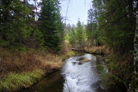 A stream in the thicket in the autumn.の写真素材
