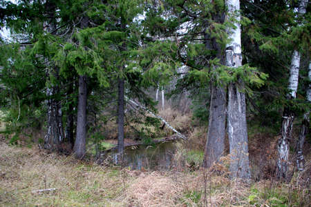 Impenetrable thicket of the Siberian forest in the autumn.の写真素材