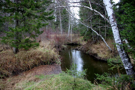 Stream in the thickets in autumn. Landscape of wild nature.の写真素材