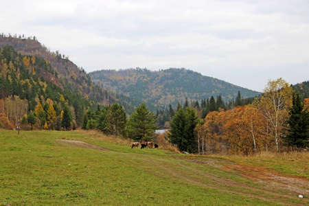 Some colorful cows graze on green grass against the background of forested mountains. Autumn landscape.の写真素材