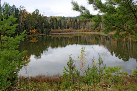A glance through the grass at the calm surface of the lake. There are visible of the wonders of autumn forest.の写真素材