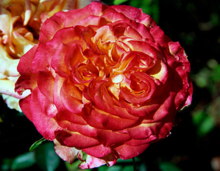 View from above on a bright rose flower with red and slightly yellow petals.の写真素材