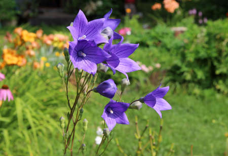 Amazing blue flowers with sun glances on it's petals.の写真素材