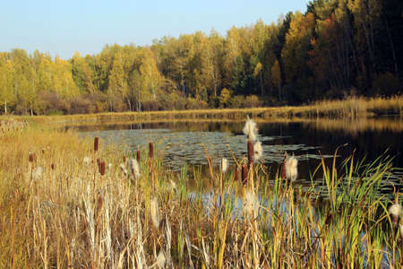 Through the reeds, you can see the mirror surface of the lake, as well as the leaves of algae on the water. And the water reflects the coastal bushes.の写真素材