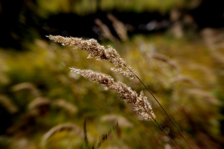 Macro image of wheat ears sparkling in autumn.