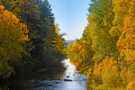 Bathed in sunlight green and yellow bushes and small birch along the brook.の写真素材